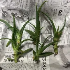キダチアロエ 抜き苗 5株セット 多肉植物 無農薬 アロエのサムネイル
