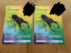 美品　バグハン　ミヤマクワガタ　2枚セット