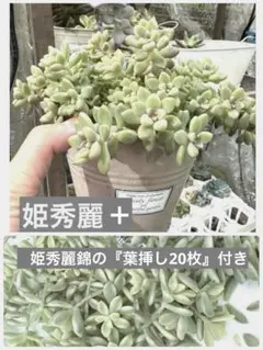 多肉植物 姫秀麗ポットのまま＋姫秀麗錦「葉挿しのみ」20枚