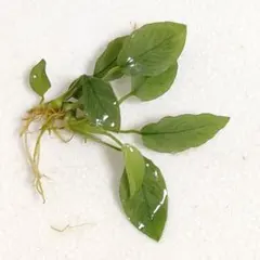 コタロウ様 リクエスト 2点 まとめ商品