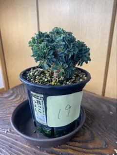 ギラウミニアナ 実生株 多分岐 16 - メルカリ