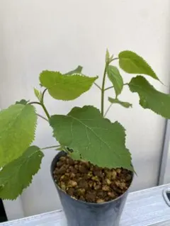 くぅちゃん様 リクエスト 2点 まとめ商品