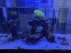 海水魚　飼育セット一式　現役稼働中　 2026年最新】海水魚 飼育 セットの人気アイテム - メルカリ