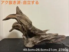 レア型 流木 スタンプウッド ホーンウッド 約49cm
