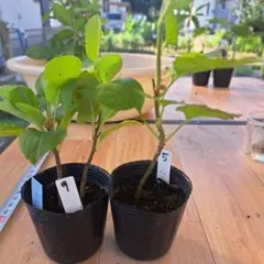 5と9 リンゴ苗　苗木　２種類　セット ちび苗 りんご 林檎