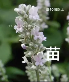 ⭐︎美晴⭐︎さま専用ページです