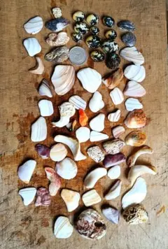 ほどよく角の取れた柔らかみのある 貝殻セットです(⁠^⁠^⁠)