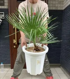 25075】ユッカ アロイフォリア 多頭マルチヘッド ブランチ - メルカリ