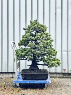 五葉松『庭木用』綺麗な樹形。 引き取り限定。近畿地方のみ配達&植込み