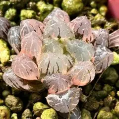 ゼ*ん様 OB-1オブツーサ錦　超美株　ハオルチア　観葉植物　7