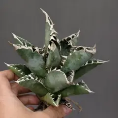 2025年最新】緑犀牛の人気アイテム - メルカリ