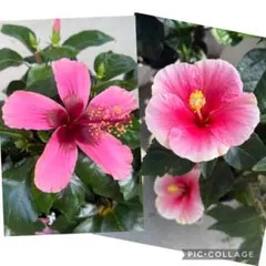 ⭐︎希少フラメンコ イリュージョン プルメリア 5号鉢セット
