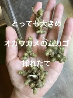 (とっても大きめ)植え付けラストチャンス★ただいま採れたて★オカワカメのムカゴ③のサムネイル