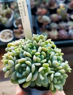 多肉植物 はじまりの花綴化 ミックスベリア おらいさん苗 札なし 抜き