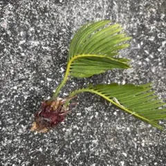 ④ソテツ 蘇轍 子株 新芽 脇芽3株セット 約30cm - メルカリ