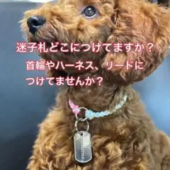 ☆迷子札専用チョーカー&迷子札☆