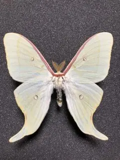2025年最新】蛾 標本の人気アイテム - メルカリ