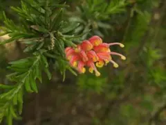 2026年最新】グレビレアの人気アイテム - メルカリ