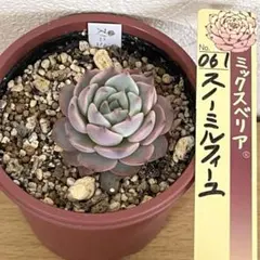 haru様 リクエスト 3点 まとめ商品　速達