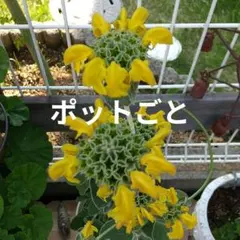 ザッキー様 リクエスト 2点 まとめ商品