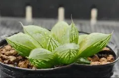 あめたん【プロフご一読ください】様 リクエスト 3点 まとめ商品