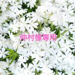 《こちらは専用です》 7個✳箱無しのサムネイル