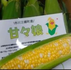 徳島県産希少朝ドリとうもろこし甘々娘7本 - メルカリ