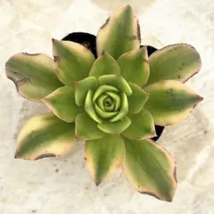 白鳳錦♡ 抜き苗 アエオニウム 多肉植物 - メルカリ