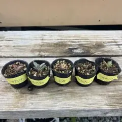 ミィ様 リクエスト 2点 まとめ商品