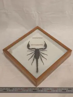 2026年最新】サソリ 剥製の人気アイテム - メルカリ