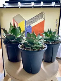 アガベ　塊根　5株まとめ売り アガベ 塊根 5株まとめ売り