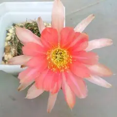 みー❀✼❅様 リクエスト 3点 まとめ商品