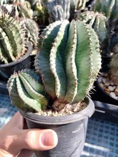 メルカリ便発送&ロウルサンコさんラベル付き☆多肉植物ホリダ関上ホワイトマジョール Yahoo!オークション - 実生 関上HM×白虎ダルマ ホリダ ユーフォルビア