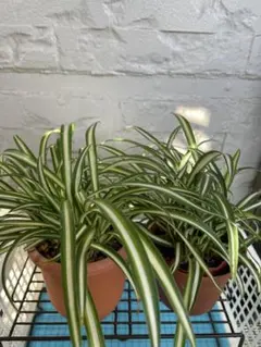 2026年最新】オリヅルラン中斑入りの人気アイテム - メルカリ