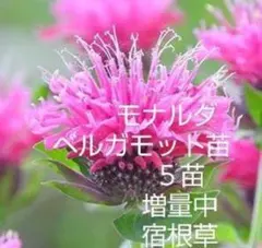 最後です。モナルダベルガモット５苗　ネコポス　宿根草のサムネイル