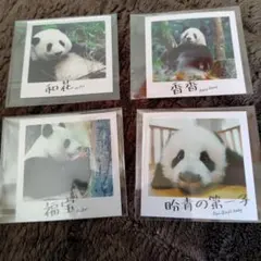 恩賜上野動物園＊シャオシャオ＆レイレイ クリアファイルとポスト