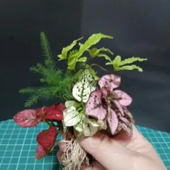 ☆ HONEY’s Shop ☆ ❤様 リクエスト 3点 まとめ商品