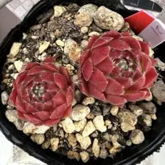 多肉植物　センペルビウム　ジュエルケース　No.33【青】 多肉植物 センペルビウム ジュエルケース No.33【青】 - メルカリ