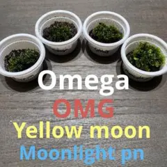 2026年最新】イエロームーン ビカクシダの人気アイテム - メルカリ