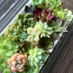 NEW❗️【レア種】女雛錦 アイスラブリーローズ錦　多肉植物詰め合わせ多肉弁当❣️のサムネイル