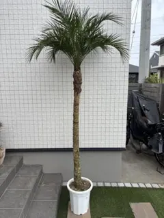 東京都内23区配送無料】定価8万円 特大 ケンチャヤシ ボタニカル 植物