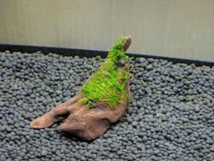 ウィローモス付き ミニ流木 (マングローブ系)巻きたて 【No.16】