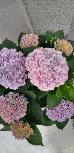 紫陽花　マジカルレボリューション挿し木苗　1株のサムネイル