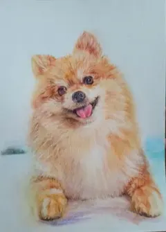 絵画　123　ポメラニアンの水彩色鉛筆画 写真用紙に複写　B5サイズ
