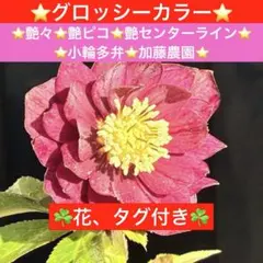 3431☘️花、タグ付☘️グロッシーカラー⭐️艶々⭐️艶ピコ⭐️艶センターライン⭐️小輪多弁