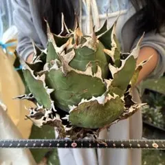 S*O様 667 アガベ モンターナ イラン産 特選株 野性ロゼット 極上美株