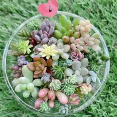 ☆多肉植物　セダムカット苗詰め合わせ⑥