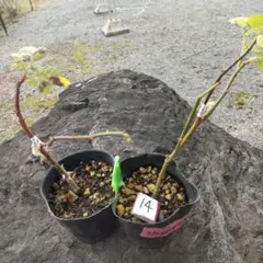 14 バラ挿し木 余剰 整理苗 ネコポス２種苗セット