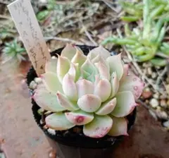 2026年最新】まぱさんの人気アイテム - メルカリ