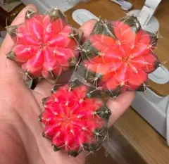 a n an様専用ページ